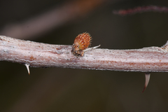 Tanaostigmodes howardii