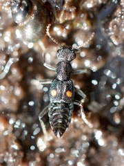 Dianous nitidulus
