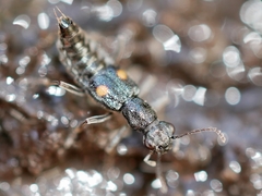Dianous nitidulus