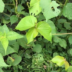 Acalypha grandibracteata