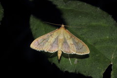 Psara
