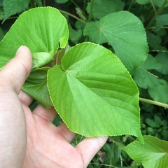 Acalypha grandibracteata