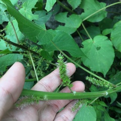Acalypha grandibracteata