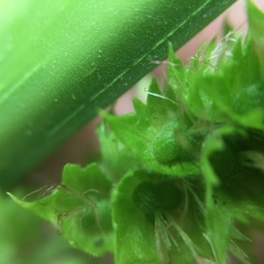 Acalypha grandibracteata