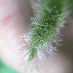 Acalypha grandibracteata