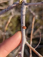 Tanaostigmodes howardii