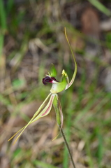 Caladenia atrovespa