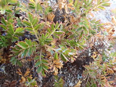 Acaena glabra