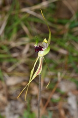 Caladenia atrovespa
