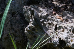 Sceloporus occidentalis becki