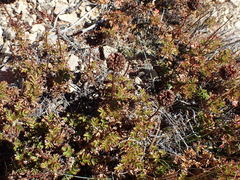 Acaena glabra