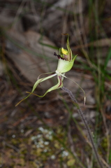 Caladenia atrovespa