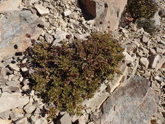 Acaena glabra