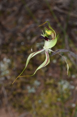 Caladenia atrovespa