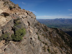 Helichrysum parvifolium