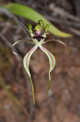 Caladenia atrovespa