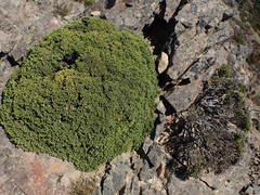 Helichrysum parvifolium