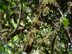 Lepiderema sericolignis