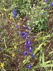 Delphinium parryi