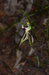 Caladenia atrovespa