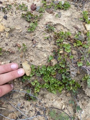 Dichondra occidentalis