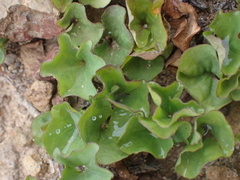 Dichondra occidentalis