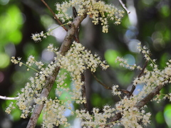 Lepiderema sericolignis