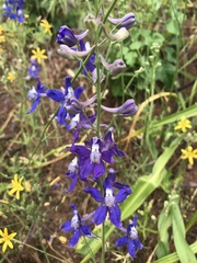 Delphinium parryi