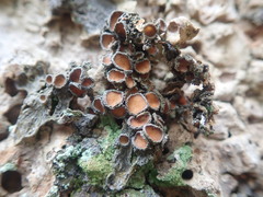 Physma chilense