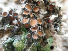 Physma chilense
