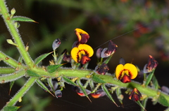 Daviesia pubigera