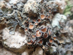 Physma chilense