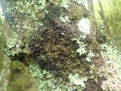 Physma chilense