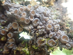 Physma chilense