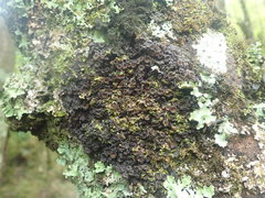 Physma chilense