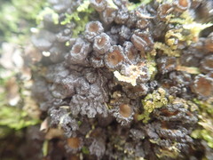 Physma chilense