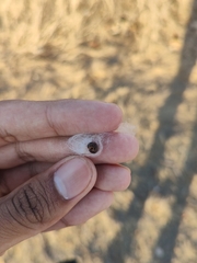 Cochlospermum vitifolium
