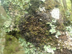 Physma chilense