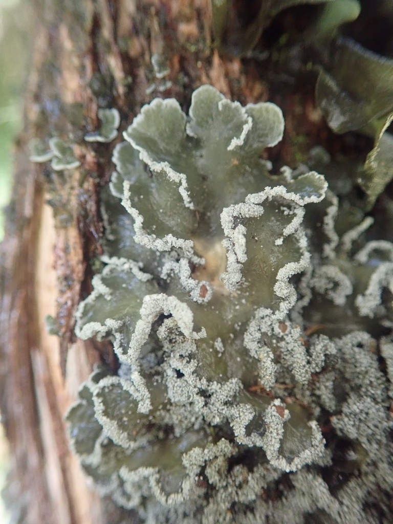 Pannaria fulvescens