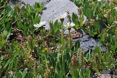Erigeron garrettii
