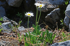 Erigeron garrettii