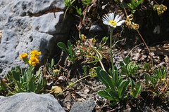 Erigeron garrettii