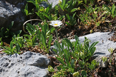 Erigeron garrettii