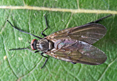 Rhamphomyia spinipes
