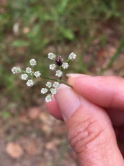 Dermacentor occidentalis