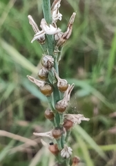 Asphodelus tenuifolius image