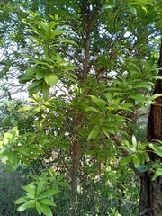 Magnoliopsida