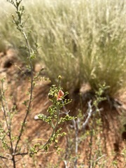 Indigofera heterotricha