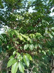Magnoliopsida