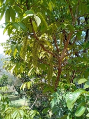 Magnoliopsida